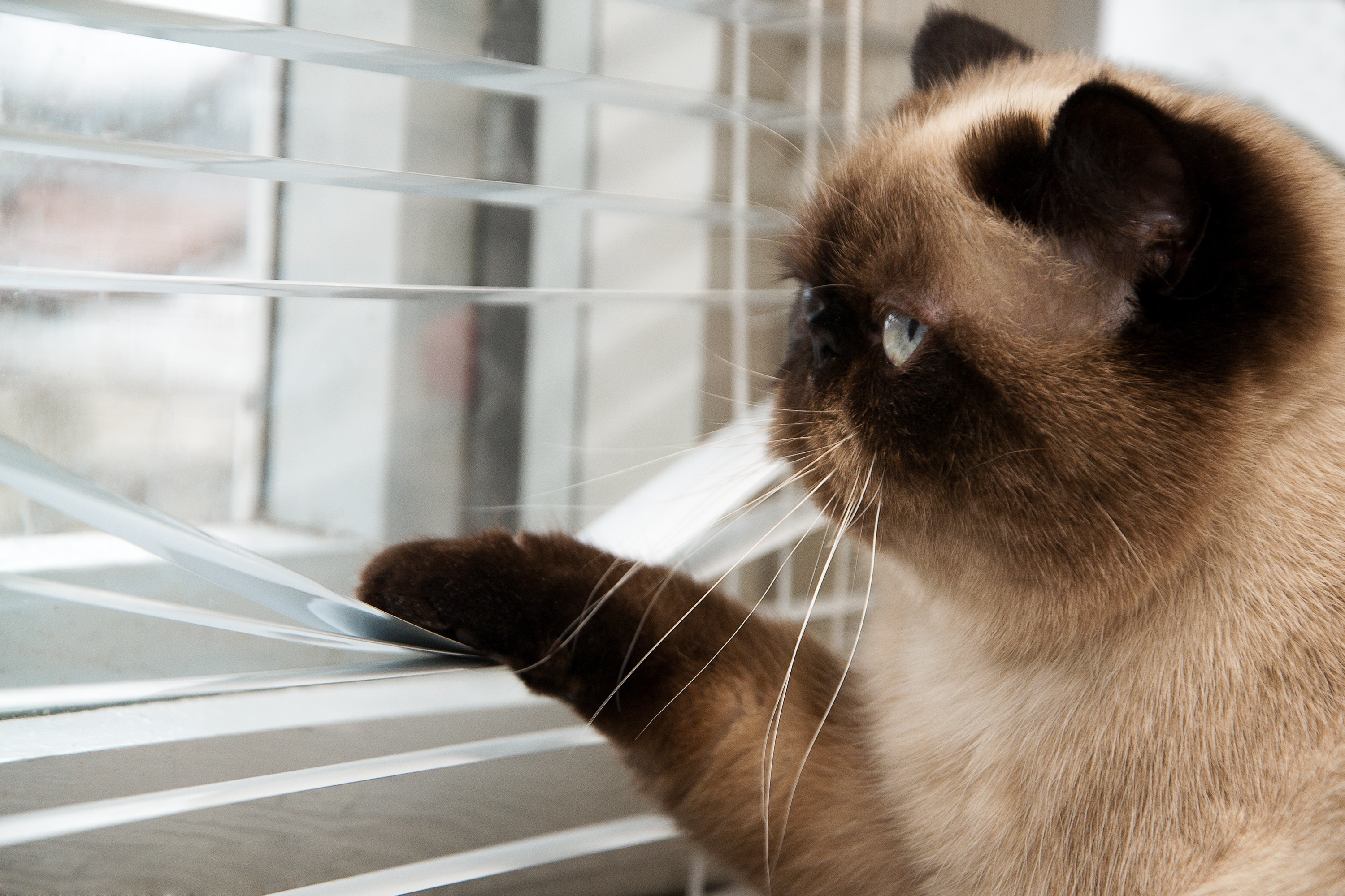 Cat looking outside through window blinds